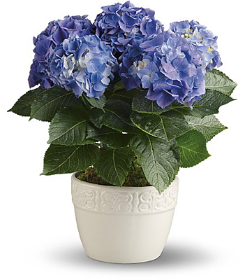 Happy Hydrangea - Blue